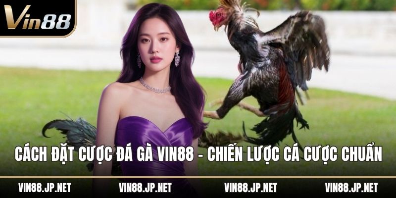 Cách đặt cược đá gà VIN88