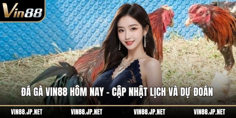Đá gà VIN88 hôm nay